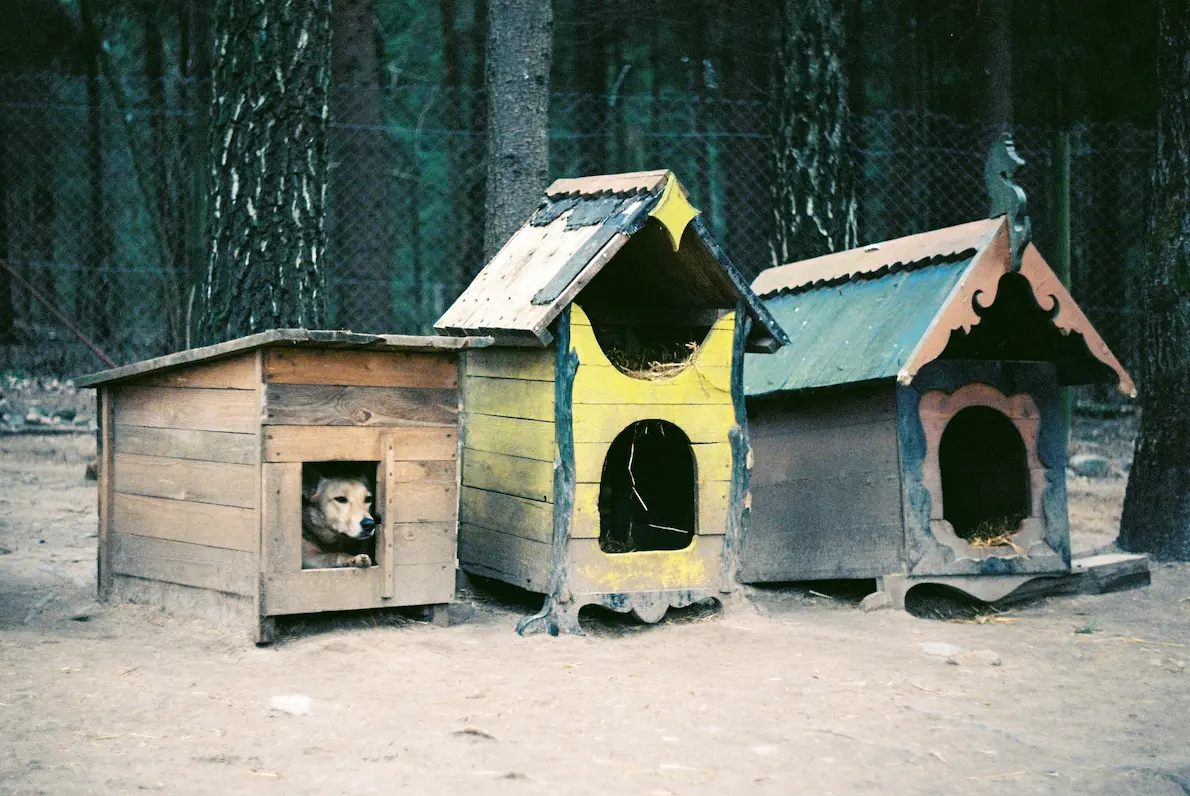 Dog sitting on a porch of a cabin surrounded by trees