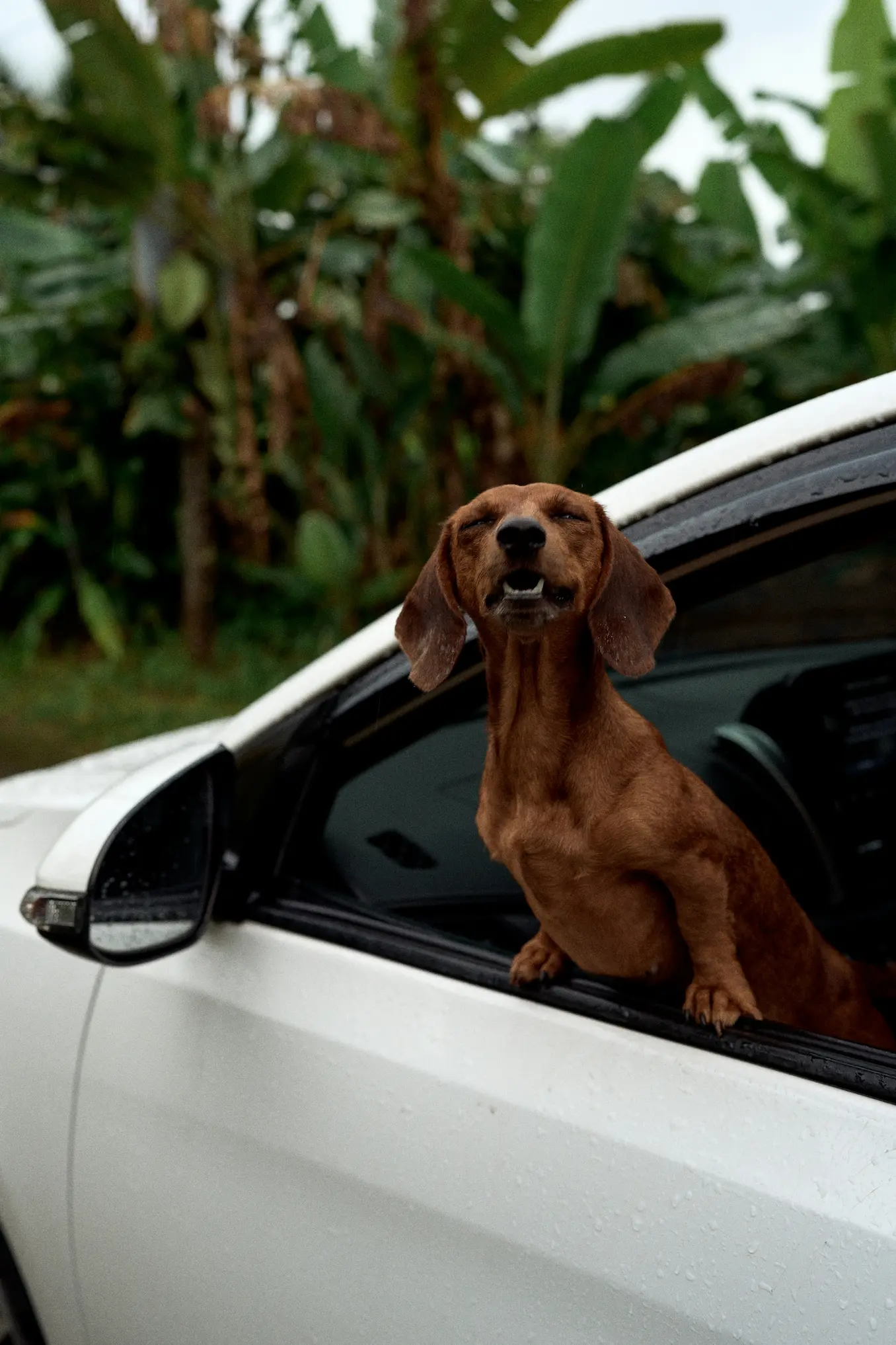 Pet-friendly travel with happy dog in car window