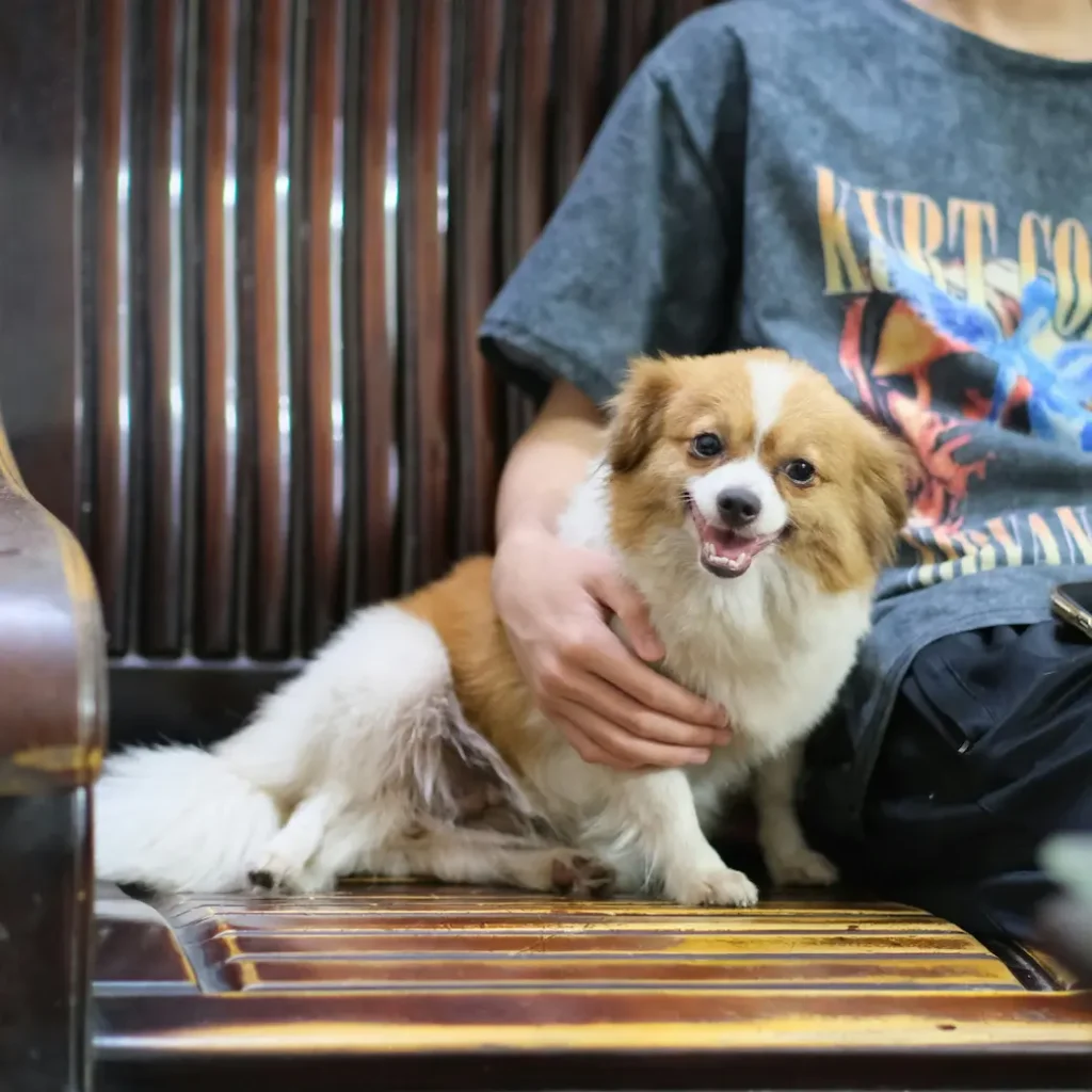 Pet hospice