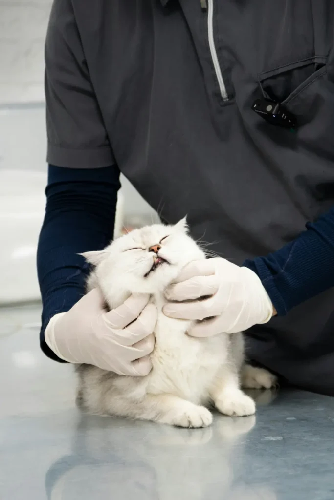 CAT Grooming