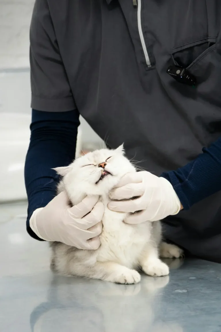 CAT Grooming