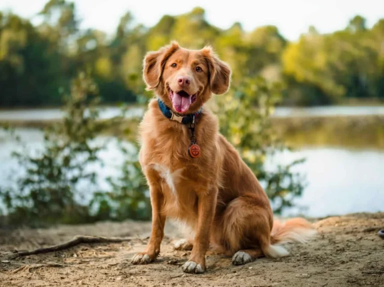 dog whiskers