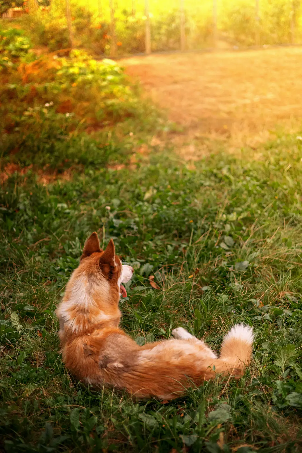 Belgian Tervuren - versatile Belgian dog breed