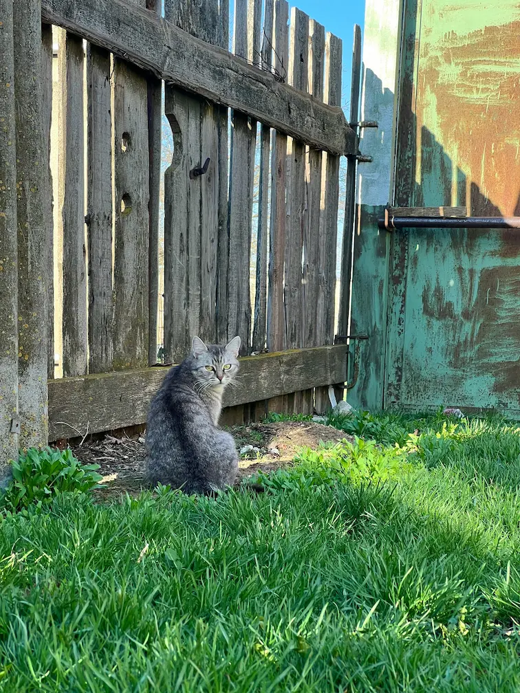De-skunk cat with pet-safe products