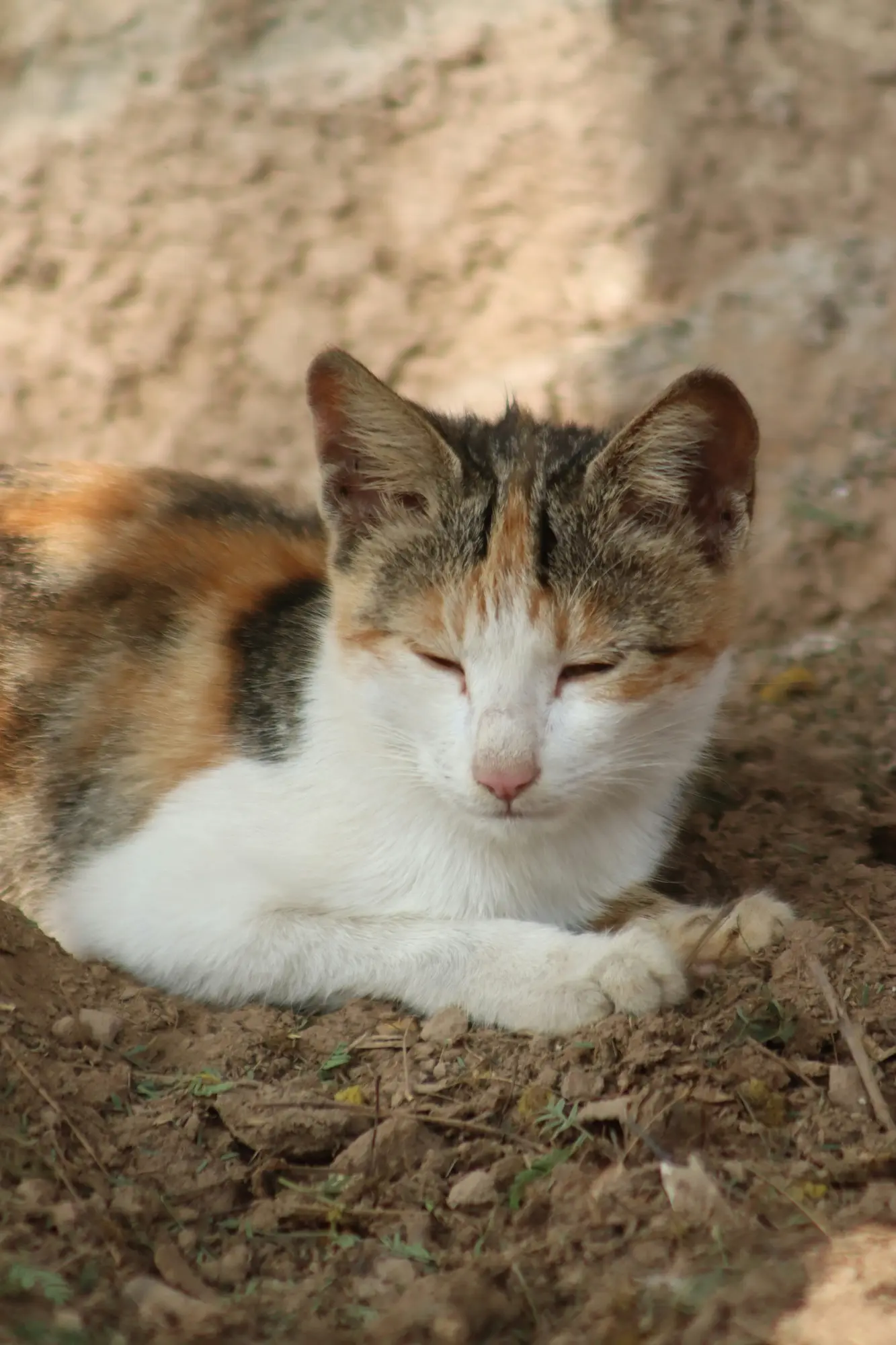 Ashera cat most expensive cat breeds luxury pet cat