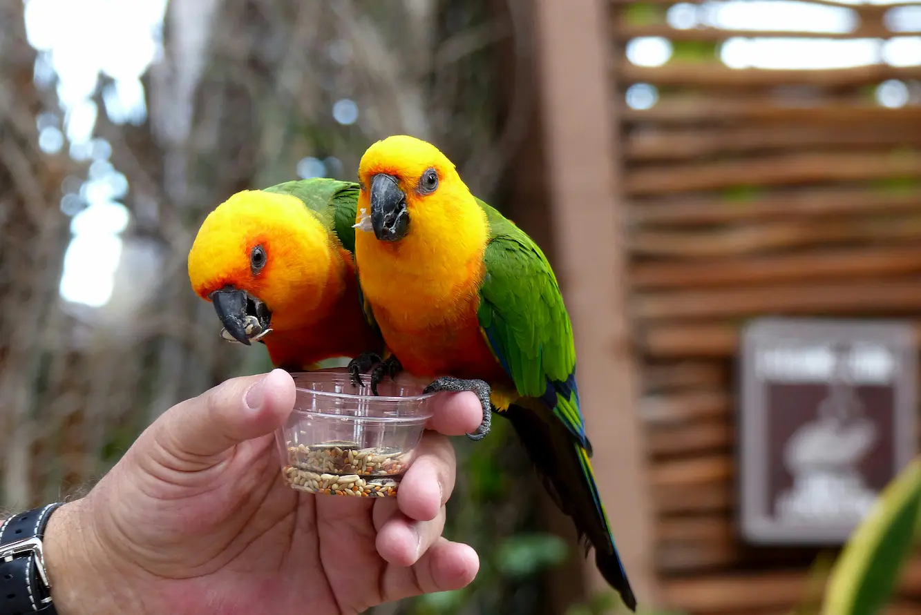 Supplements for egg-laying birds