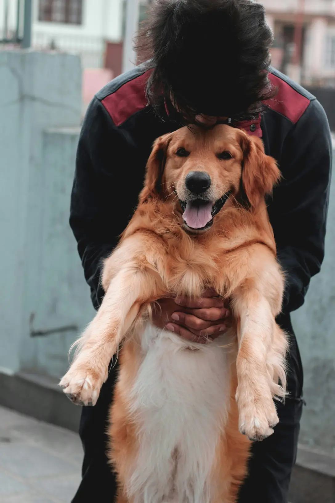 Adopt a dog near you from local shelter