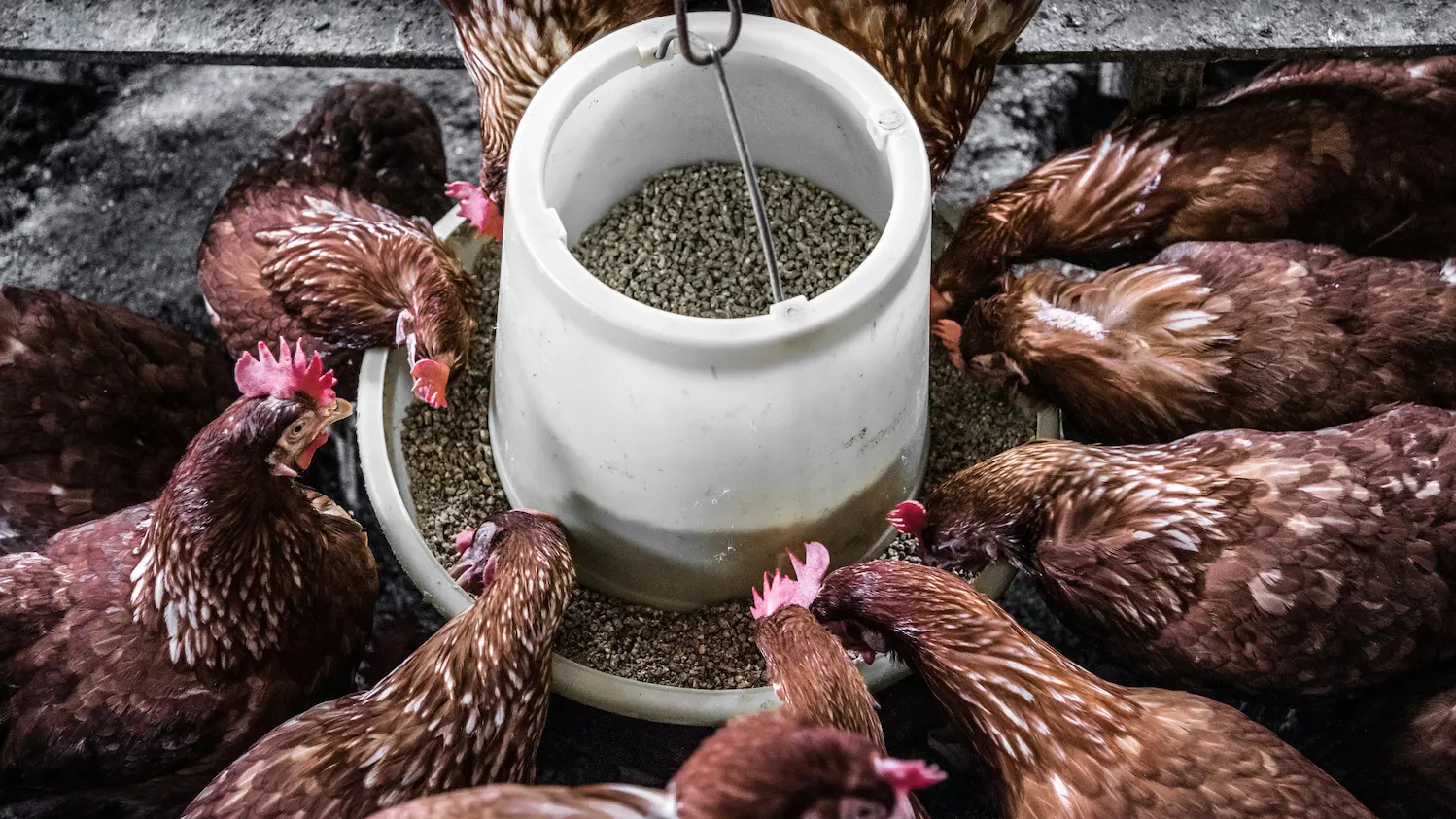 Backyard fowl bird care with chickens