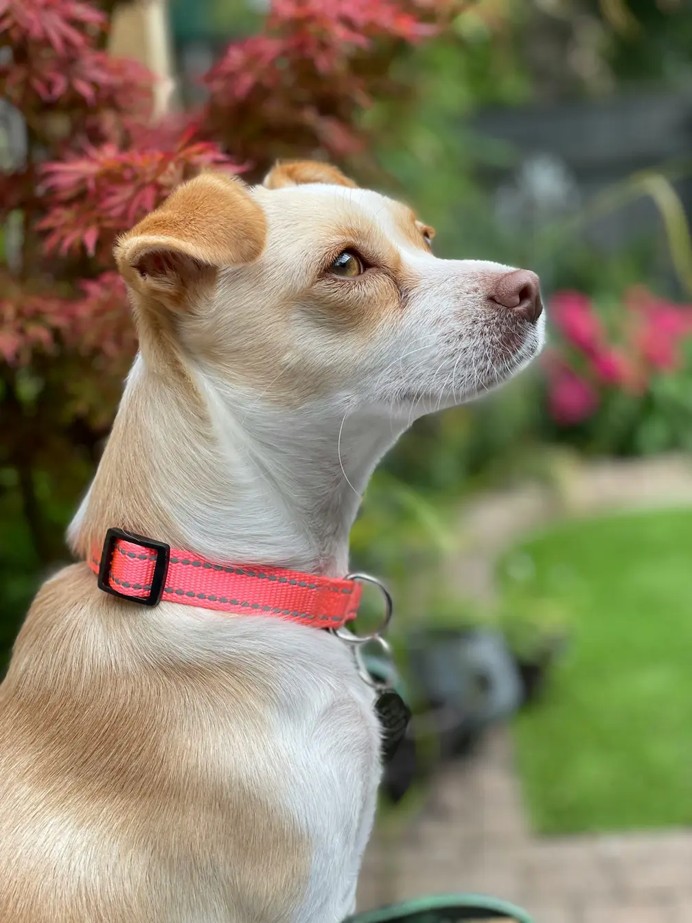 Best GPS dog fences in large open yards