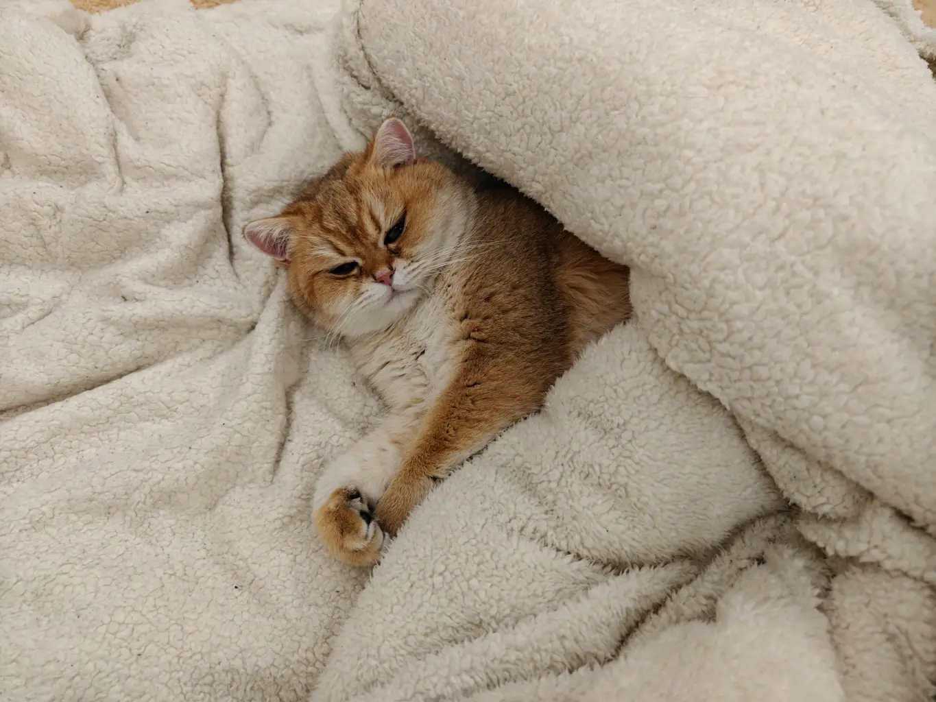 Pet-friendly travel with pet sleeping with blanket