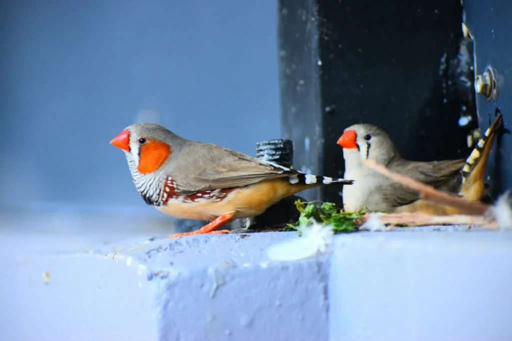 What to Feed a Bird After Laying Eggs