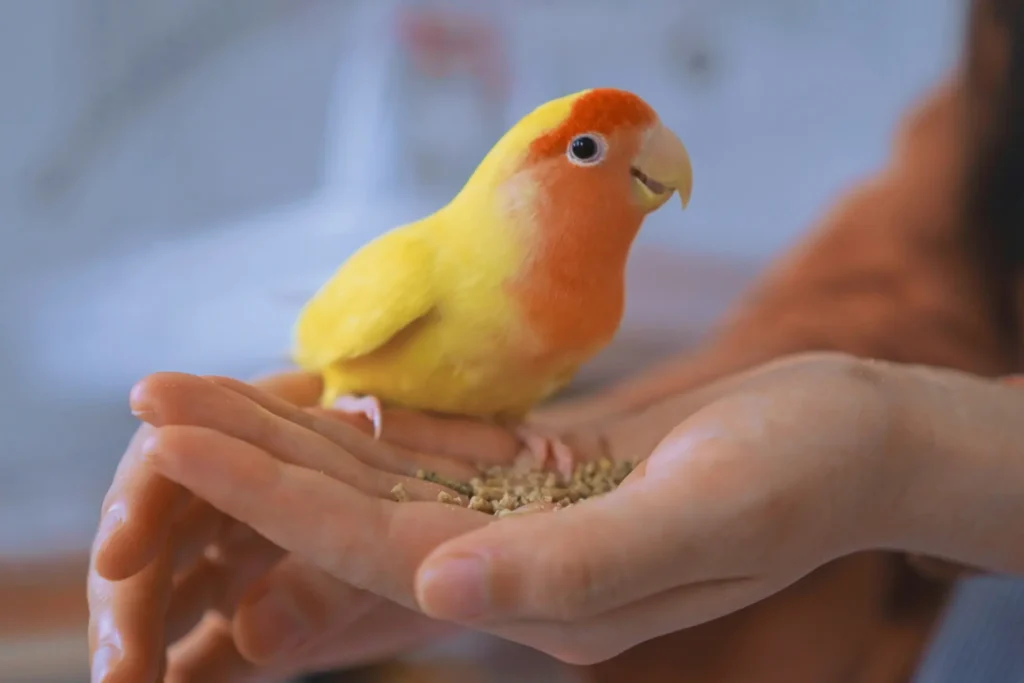 owning a pet bird