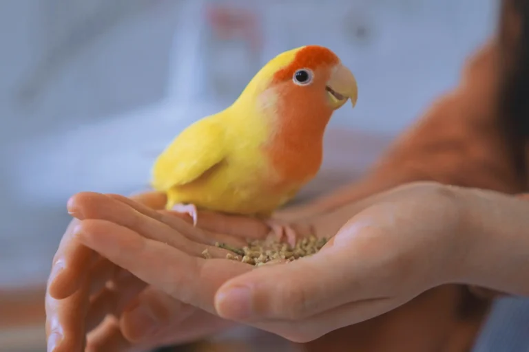 owning a pet bird