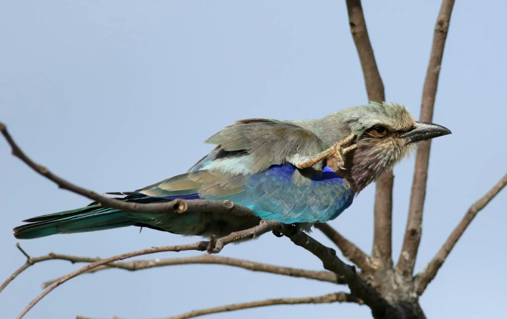 fowl- bird