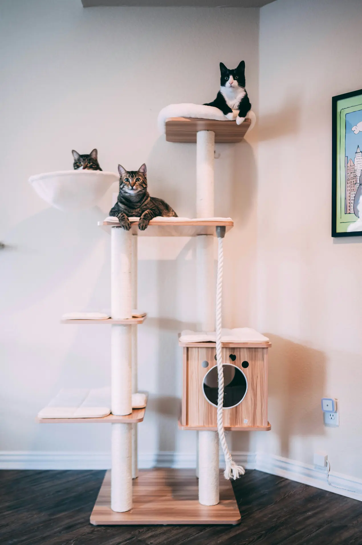 Best cat trees for large cats