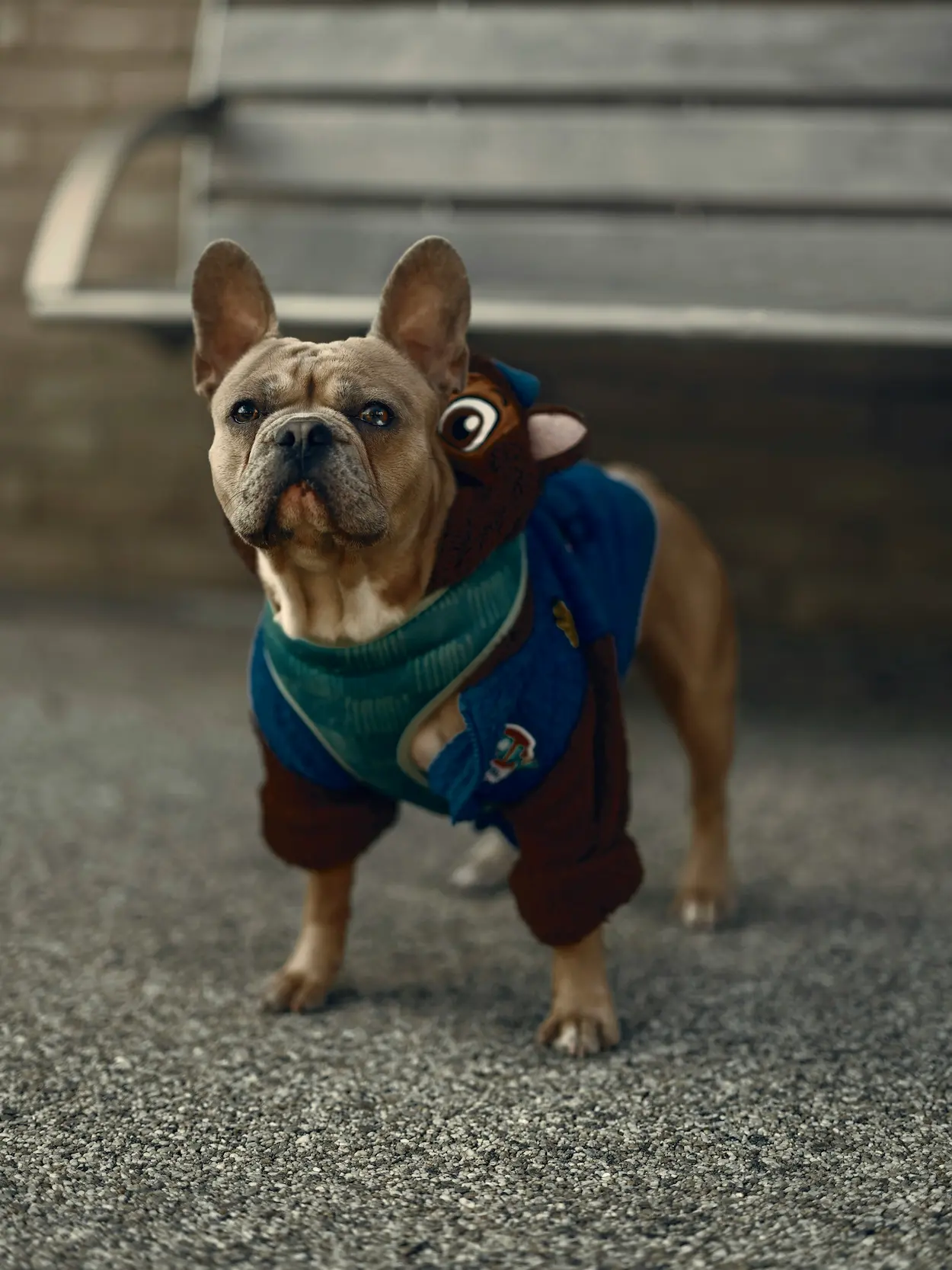 funny dog outfits