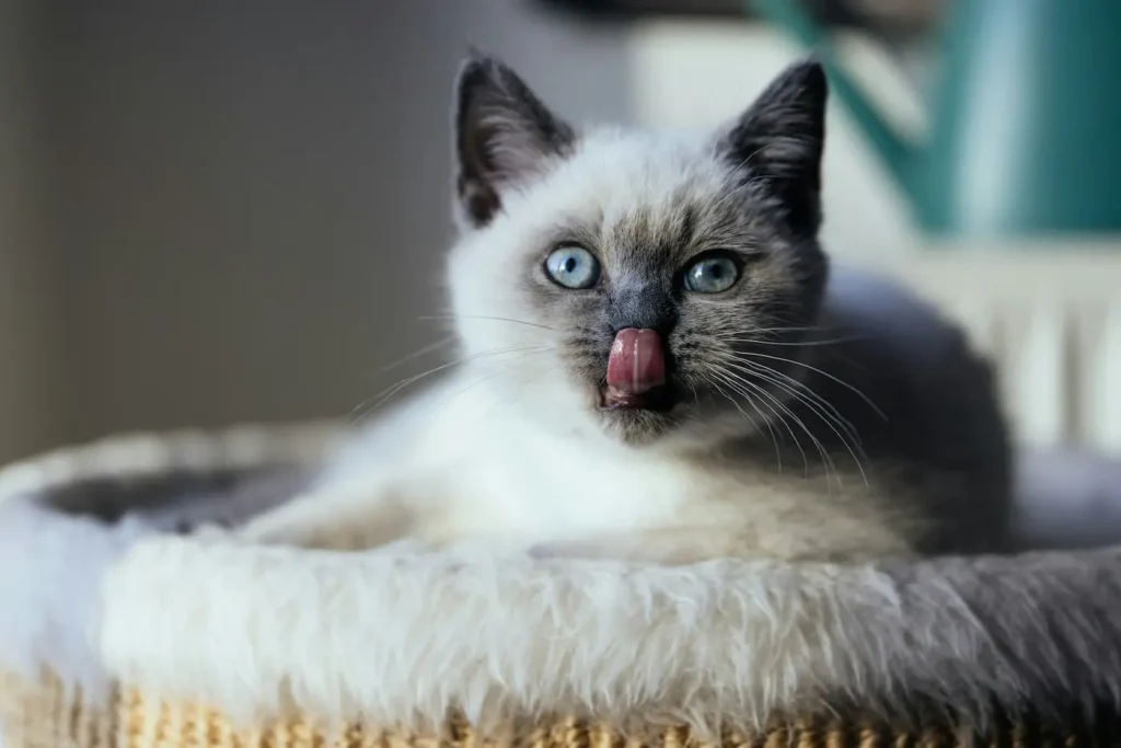 British shorthair cat