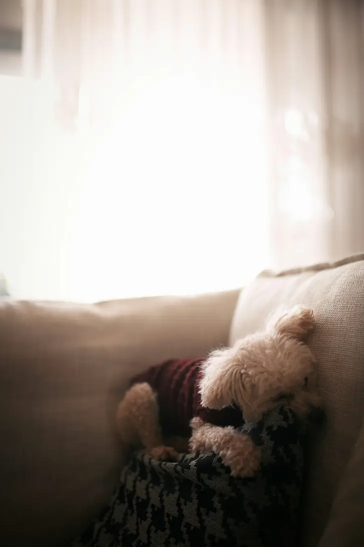 Mini couch for pets in cozy living room