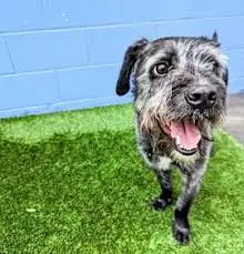 Adopt a Schnauzer and Make Your Loyal Friend 4 Schnauzer dog at animal shelter