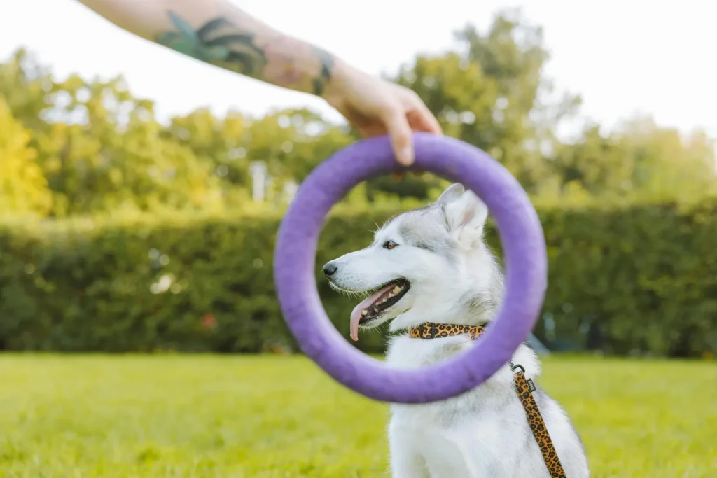 Dog adoption