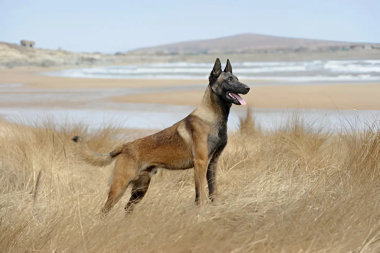 Belgian Laekenois - loyal Belgian dog breed