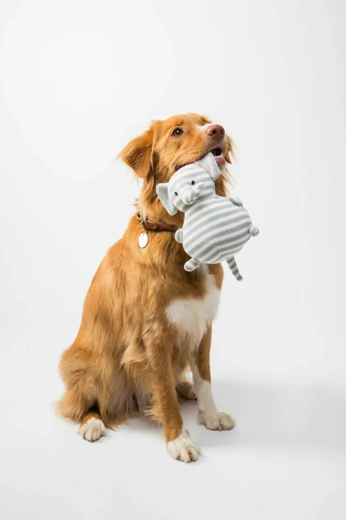 dog costumes