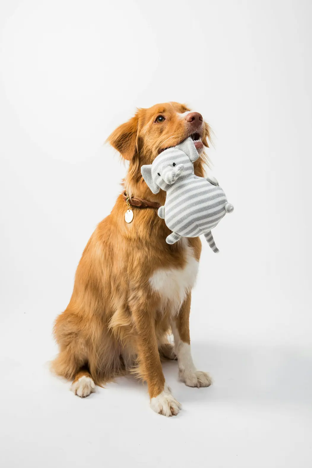 DIY dog enrichment toy idea