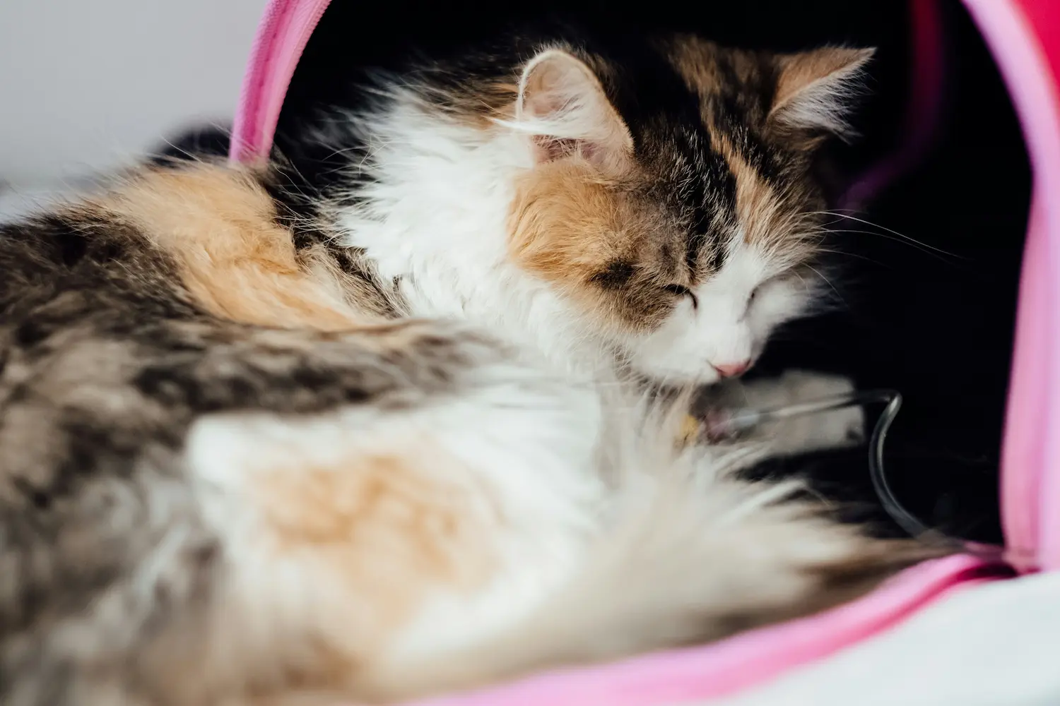 comfortable cat carrier with soft bedding