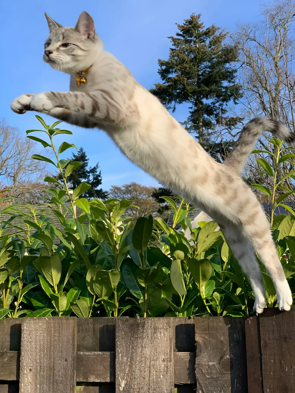 Bengal cat luxury pet cat rare cat breeds