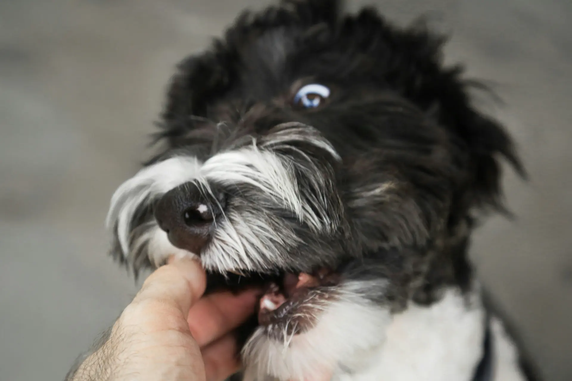 Should you trim dog whiskers