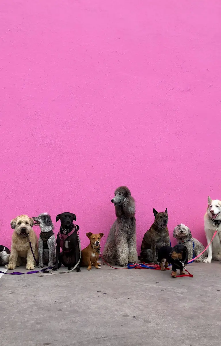 Rescue dogs for adoption waiting at shelter