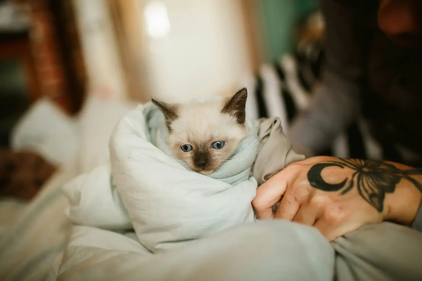 When to consider pet hospice care