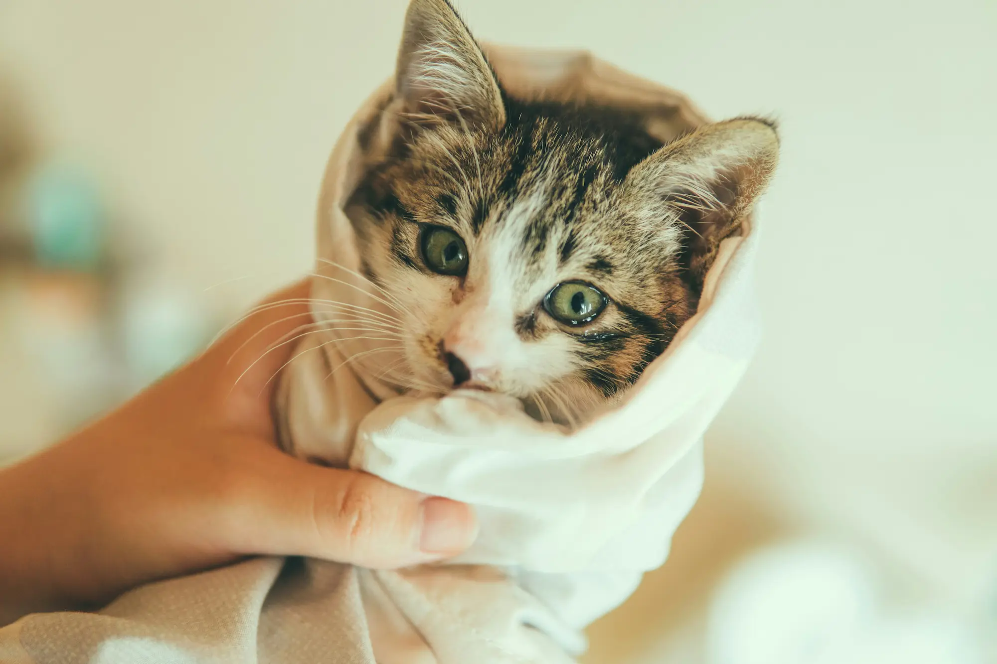 Best Pet Shampoos 2025: Top Picks for Dogs & Cats 2 Grooming cat after using natural pet shampoo