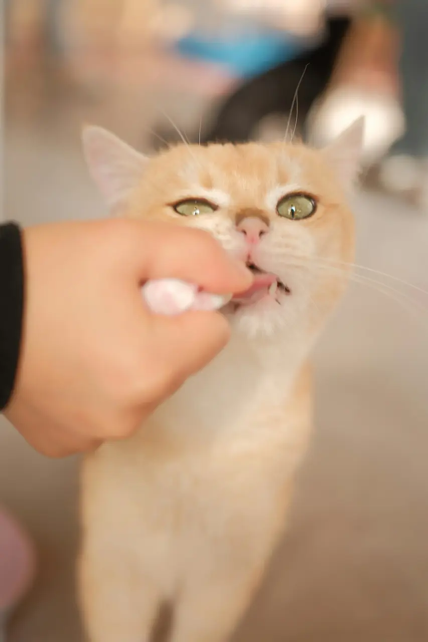 Best cat toothpaste 2025 - brushing time