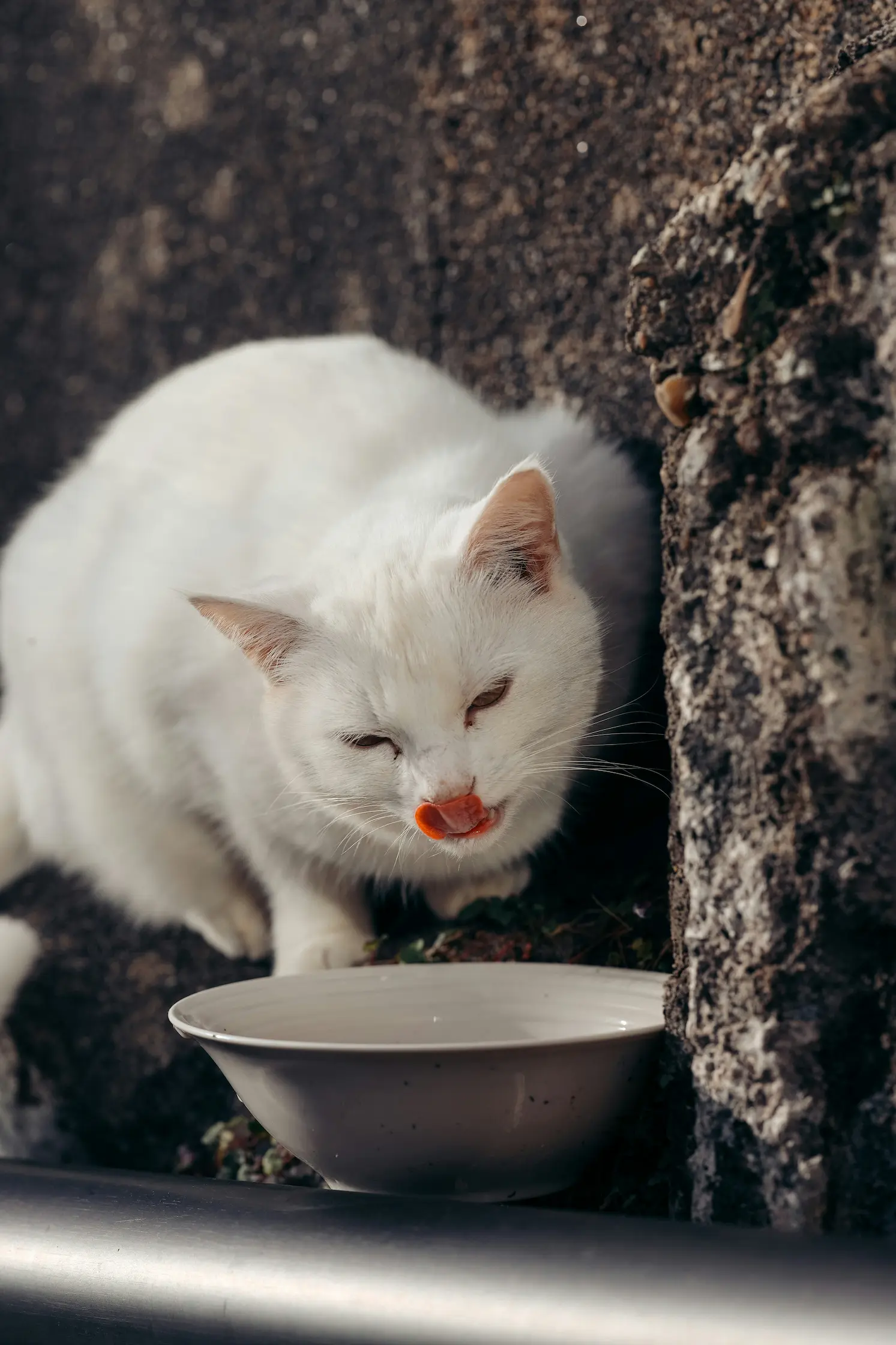 Affectionate British Shorthair cat