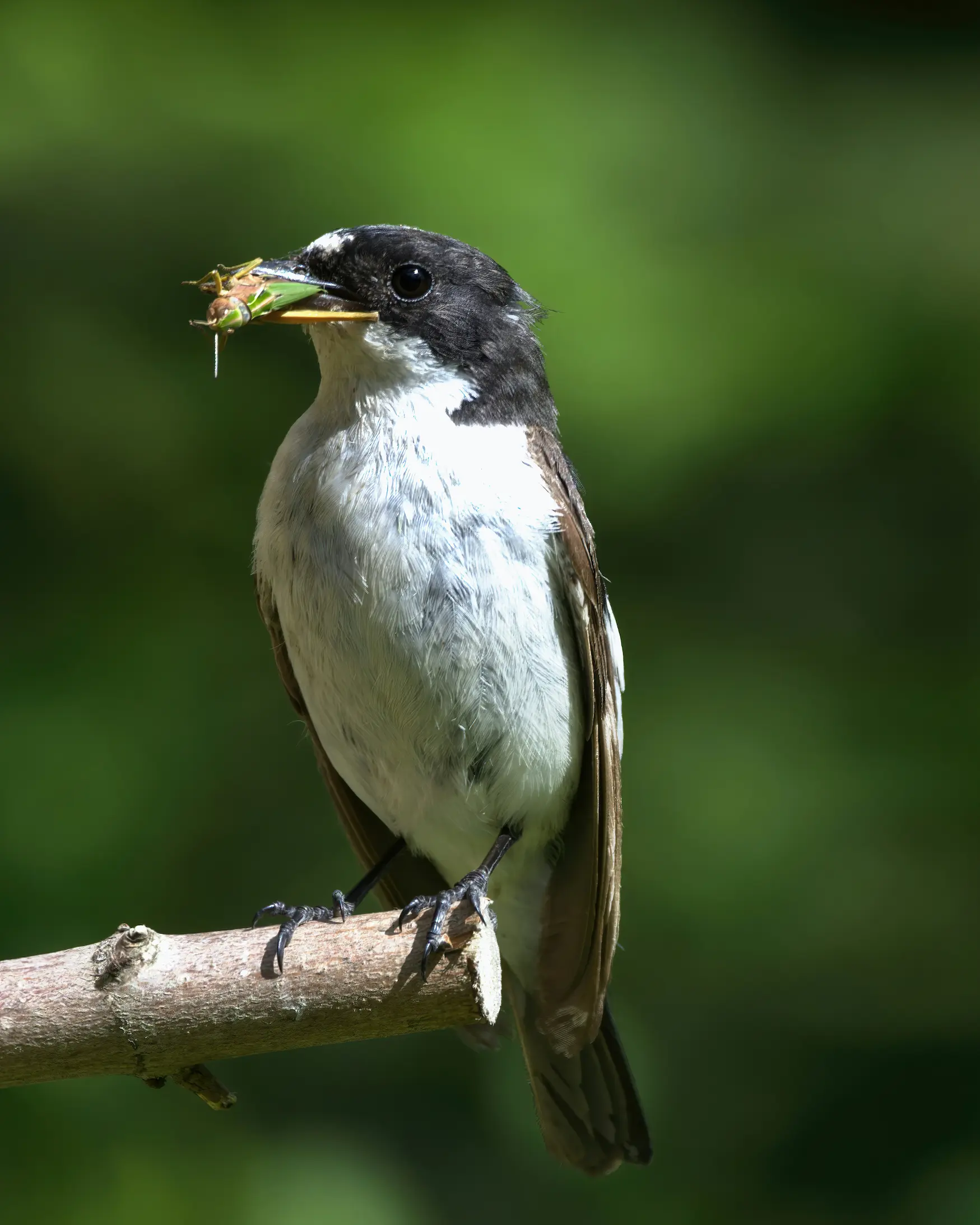 Bird eating after laying eggs