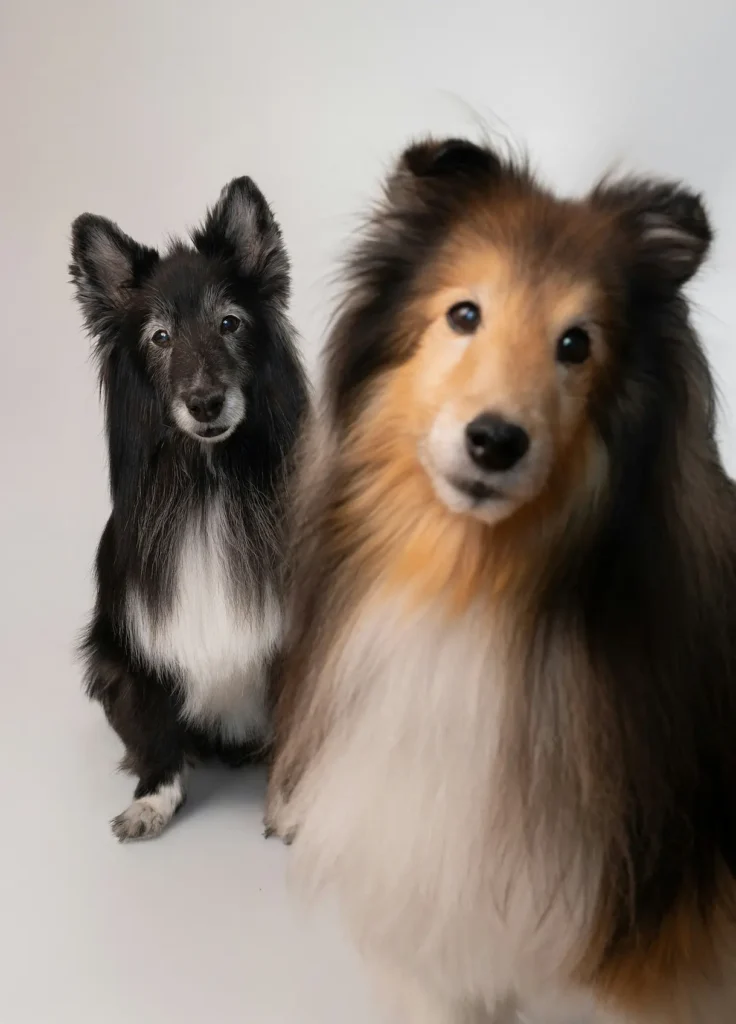 sign of dog is uncomfortable