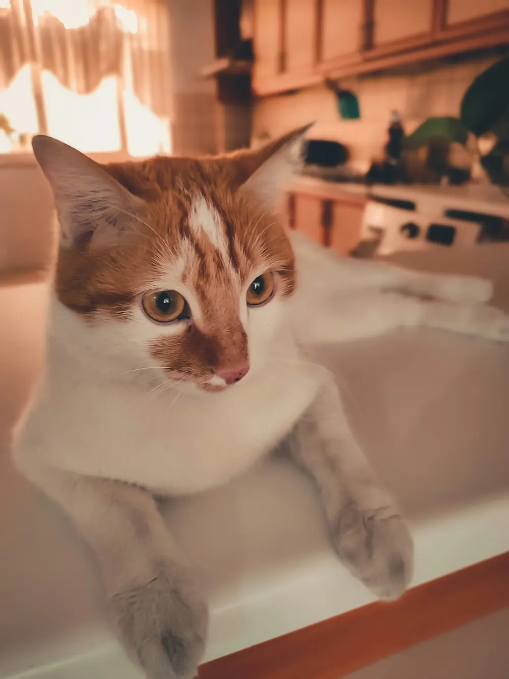 Pet grooming for skunk odor removal