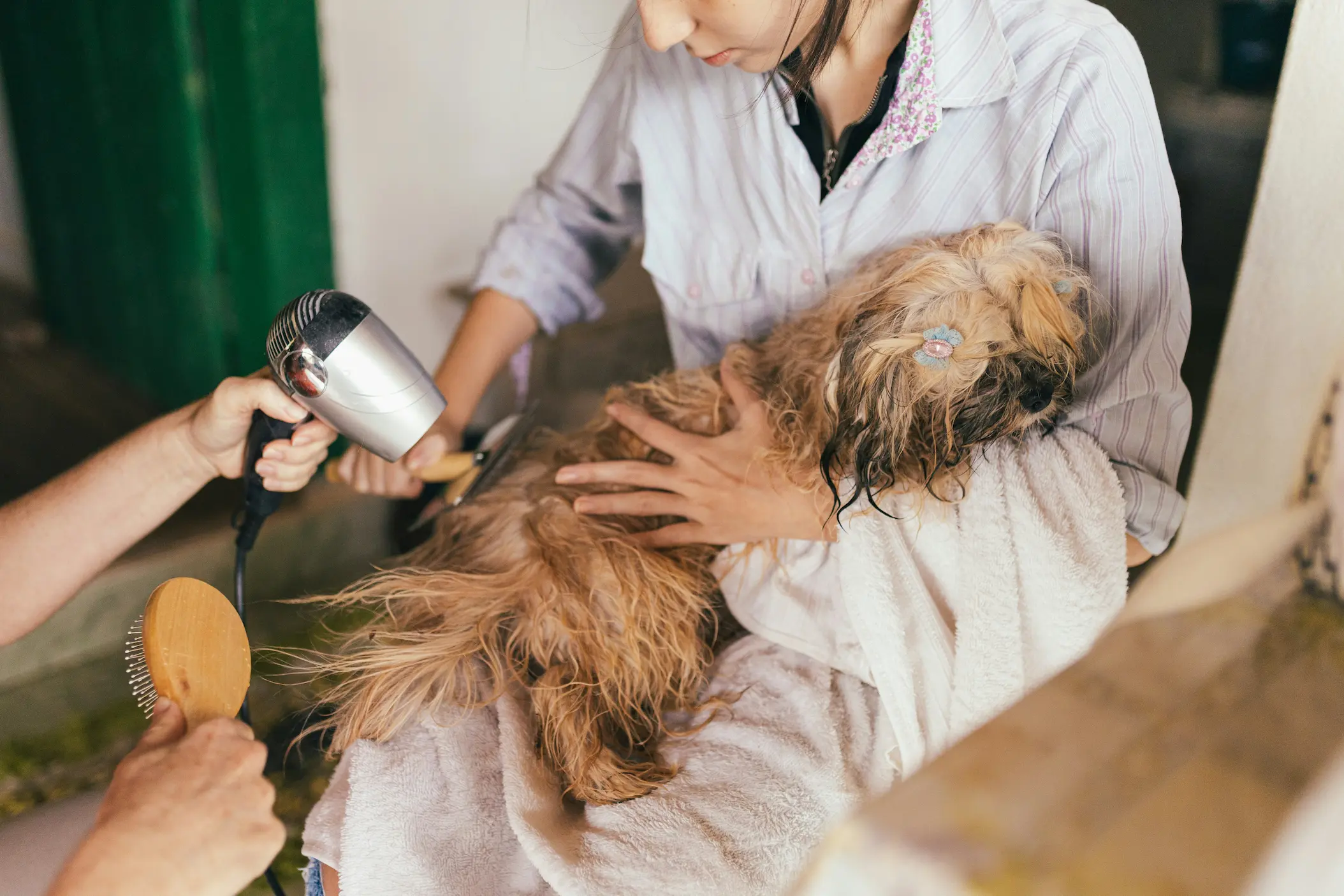 Vet checking a happy dog after enjoying frozen treats