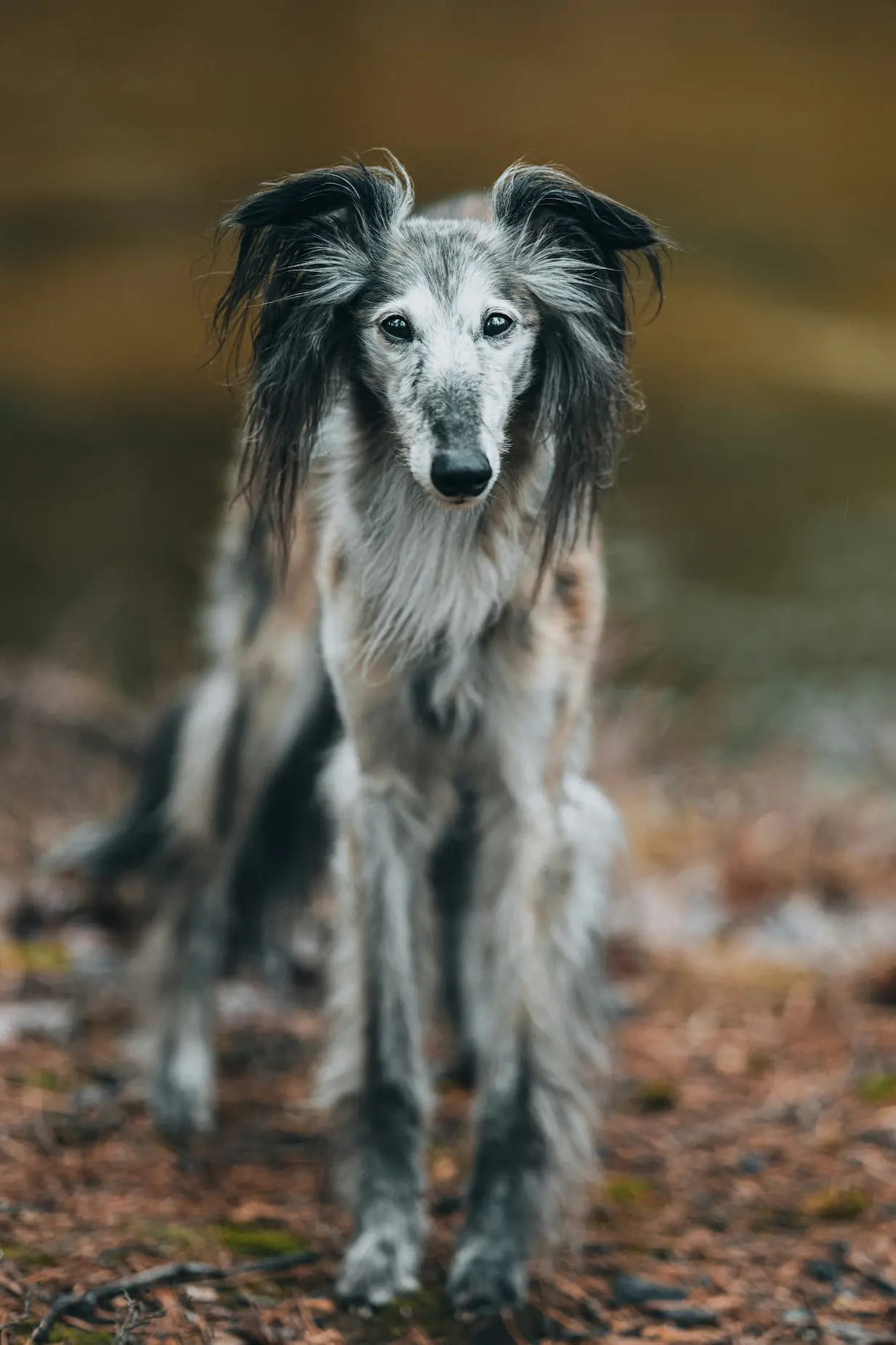 Dog whisker sensitivity reaction