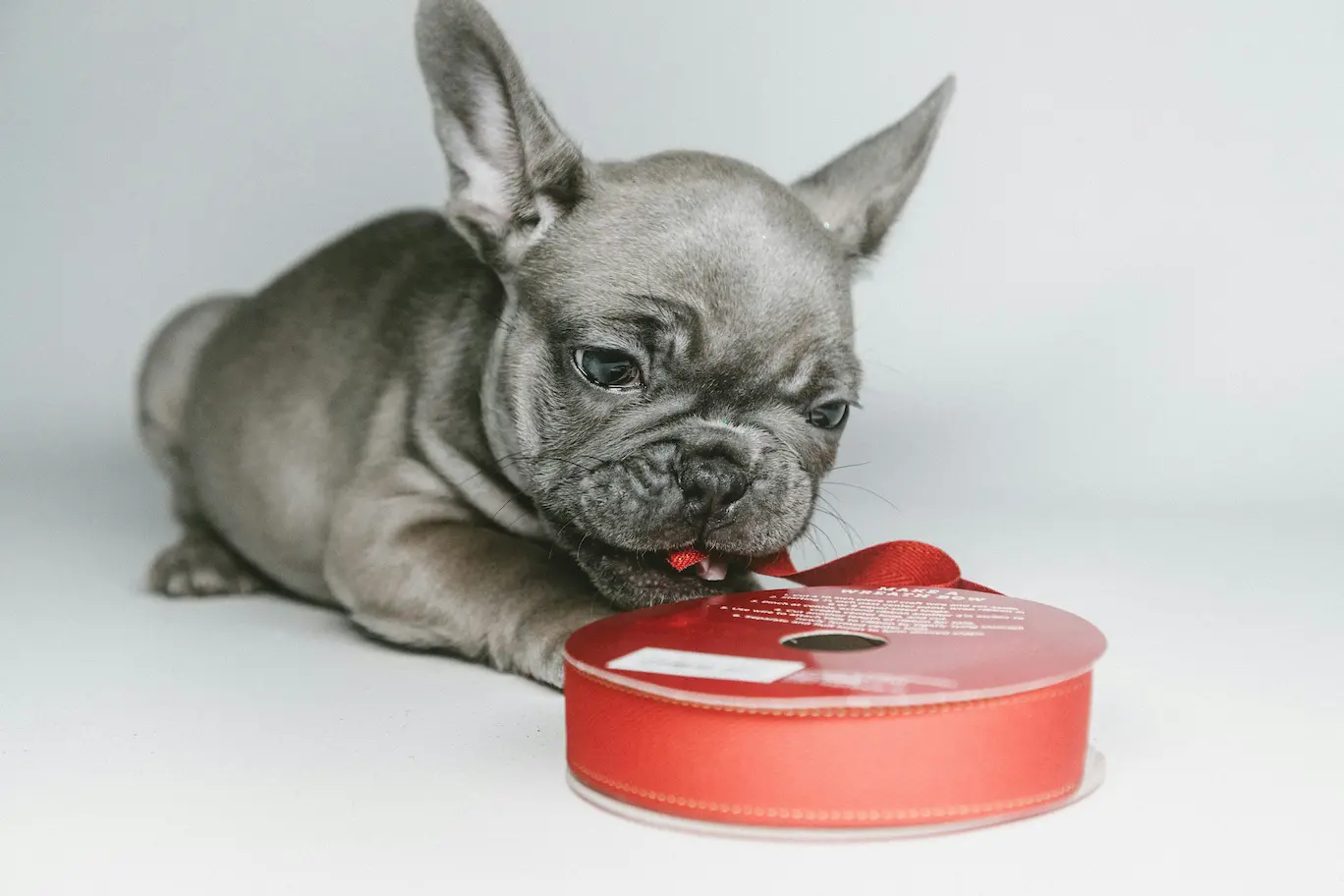 Interactive dog toy for mental stimulation