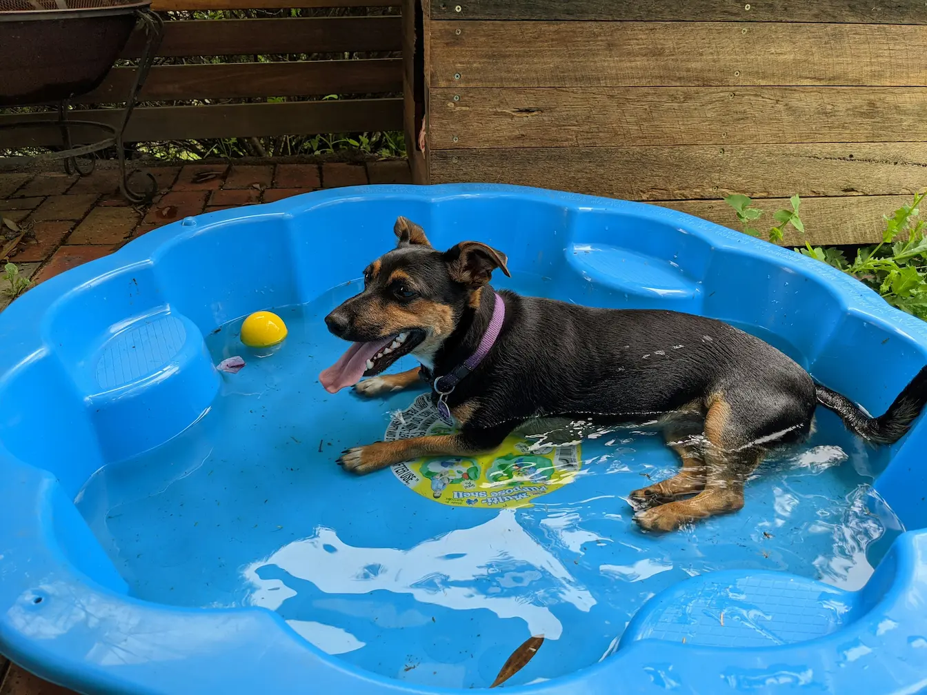 outdoor flea remedies for dogs