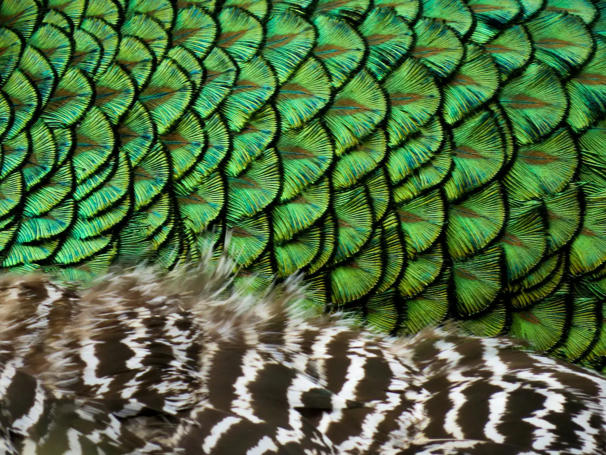 Fowl bird identification by feathers and color