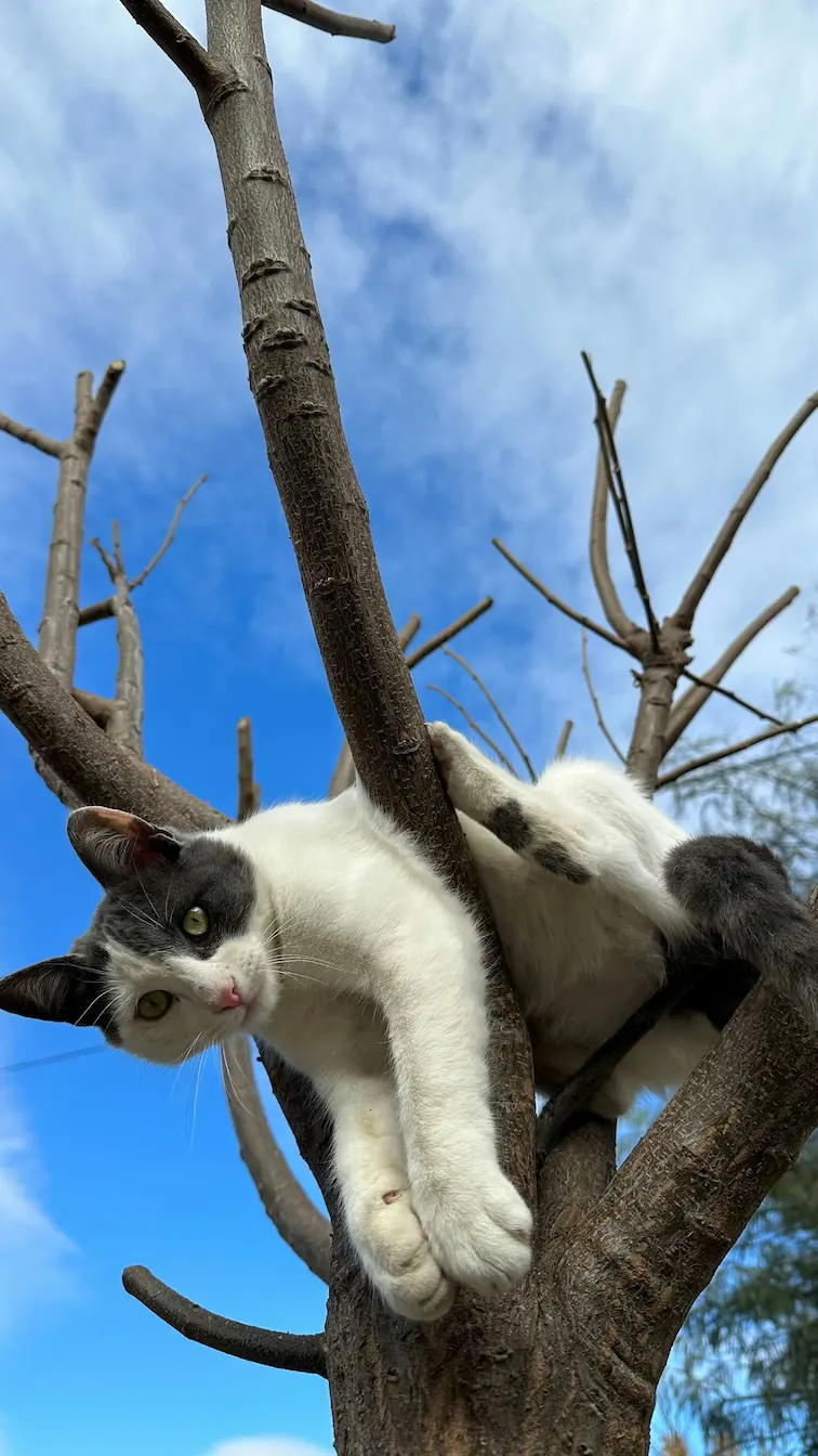 Fluffy cat enjoying modern cat tower