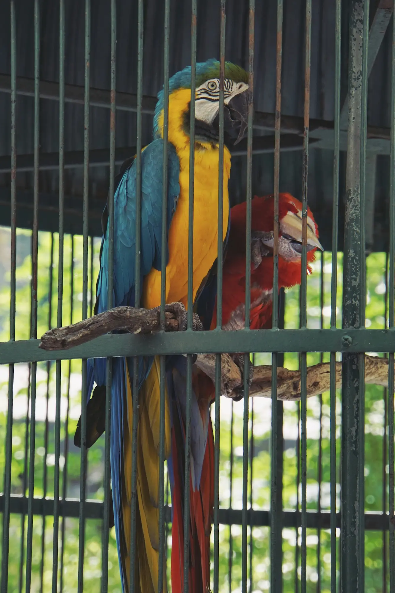 Cost of owning a pet bird - colorful parrot sitting peacefully