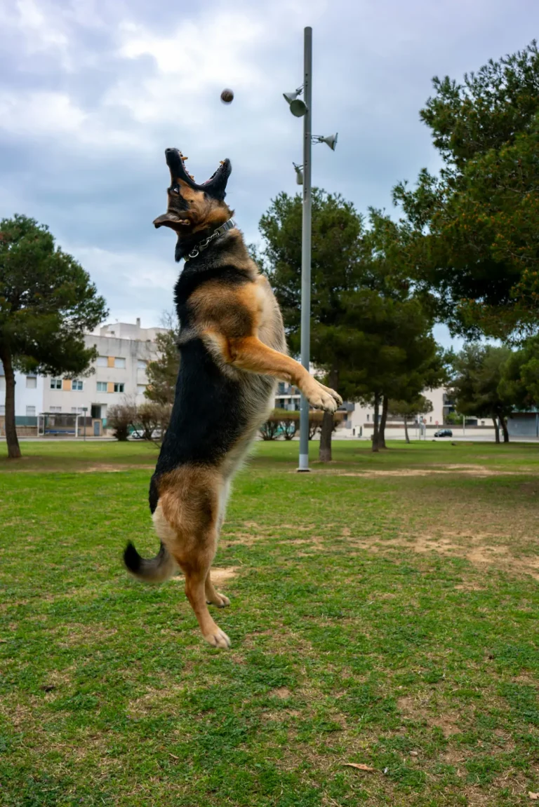 Belgian dog breeds - dog catching a ball