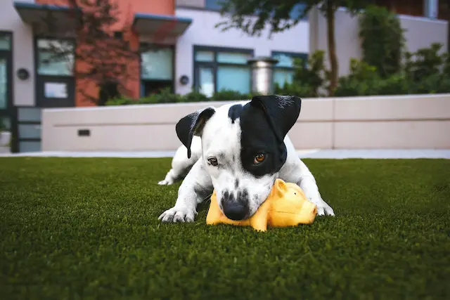 Dog enrichment toy puzzle game