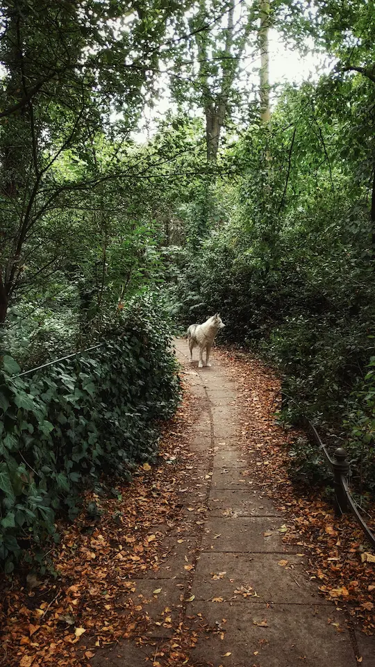 Dog whiskers function in navigation