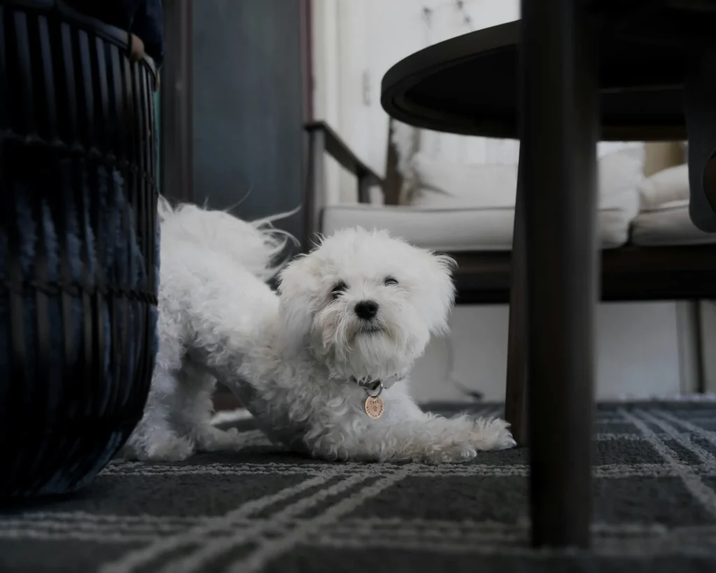 dog doing stretching