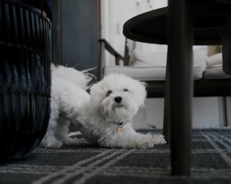 dog doing stretching